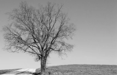 $Lonetree.webp