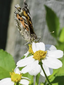 $Butterfly-22.webp