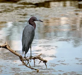 $heron_on_stick.webp