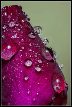 $Droplets on Rose resized.webp $Droplets on Rose resized.webp