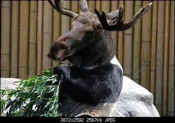 $moose.webp $moose.webp