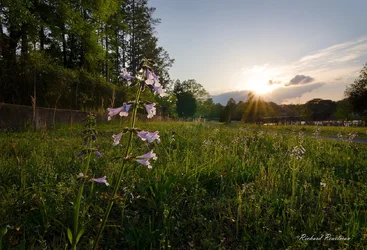 $Wildflower at Park Merged Cloned Web.webp