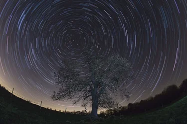 $tree-960x640.webp