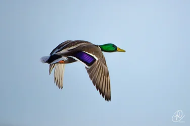 $On the Wing small (1 of 1).webp