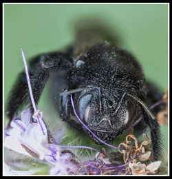 $bee lnp resized.webp $bee lnp resized.webp