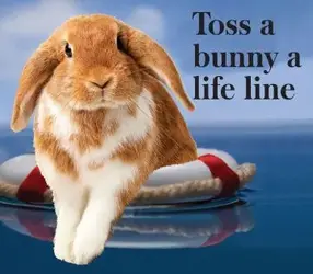 $bunny.webp