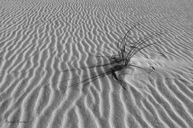 $Beachgrass 2 Web.webp