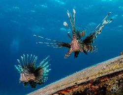 $Lionfish on a wreck small (1 of 1).JPG