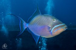 $Triggerfish 2 small (1 of 1).JPG