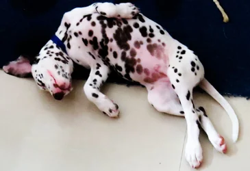 $belly rub.webp