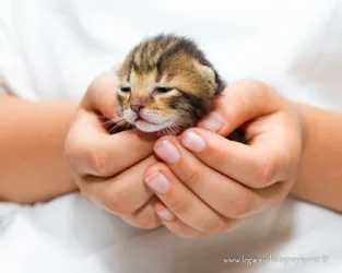 $1 week old tortoise shell kitten in cupped hands - 2.webp $1 week old tortoise shell kitten in cupped hands - 2.webp