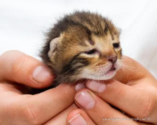 $1 week old tortoise shell kitten in cupped hands - 3.webp $1 week old tortoise shell kitten in cupped hands - 3.webp
