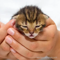 $1 week old tortoise shell kitten in cupped hands - 4.webp $1 week old tortoise shell kitten in cupped hands - 4.webp