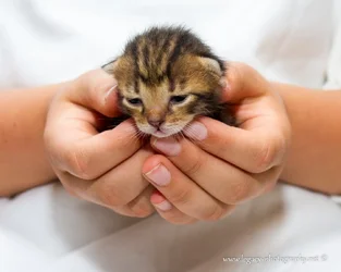 $1 week old tortoise shell kitten in cupped hands.webp