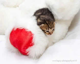 $1 week old tortoise shell kitten on stuffed bear - 2.webp $1 week old tortoise shell kitten on stuffed bear - 2.webp