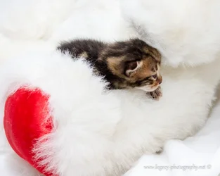$1 week old tortoise shell kitten on stuffed bear.webp $1 week old tortoise shell kitten on stuffed bear.webp