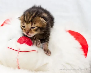 $1 week old tortoise shell kitten on stuffed bears nose - 2.webp $1 week old tortoise shell kitten on stuffed bears nose - 2.webp