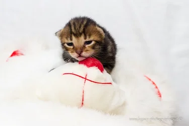 $1 week old tortoise shell kitten on stuffed bears nose - 3.webp $1 week old tortoise shell kitten on stuffed bears nose - 3.webp