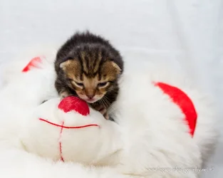 $1 week old tortoise shell kitten on stuffed bears nose.webp $1 week old tortoise shell kitten on stuffed bears nose.webp