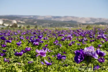 $Field of purple kalaniyot - shallow DOF.webp
