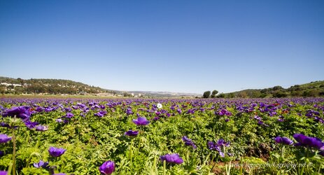 $Field of purple kalaniyot to horizon of mountains - panorama.jpg