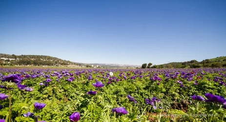 $Field of purple kalaniyot to horizon of mountains - panorama.webp