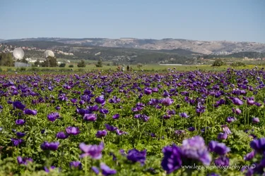$Field of purple kalaniyot to horizon of mountains.webp