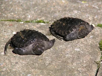 $baby turtles.webp