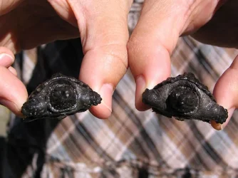 $Holding baby turtles.webp