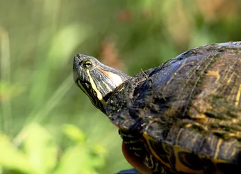 $Turtle r.webp