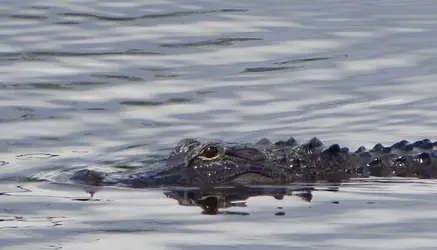 $Gator02a.webp