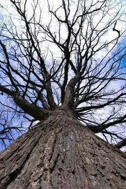 $Trees-1a.webp