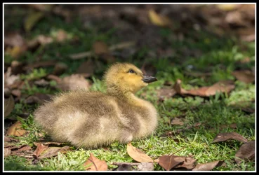 $baby goose lnp-1 resized.webp $baby goose lnp-1 resized.webp