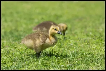 $baby goose lnp-2 resized.jpg