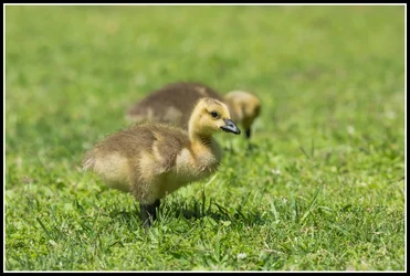 $baby goose lnp-2 resized.webp $baby goose lnp-2 resized.webp