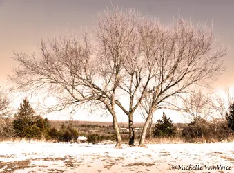 $IMG_0074.webp