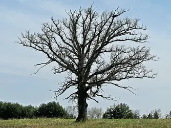 $old oak 2.webp
