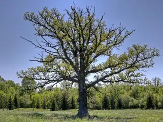 $Old Oak sm.webp