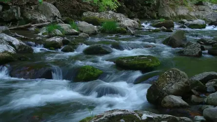 $Rapids.webp