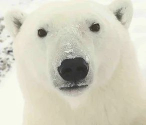 $Polar_Bear_0319_-_23-11-06.webp