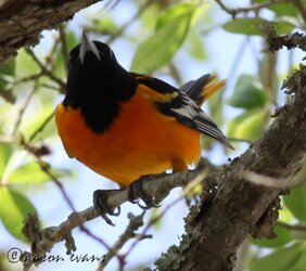 $107 baltimore oriole.jpg