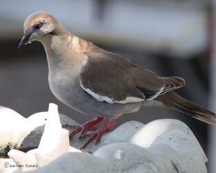 $217white-wing dove.jpg