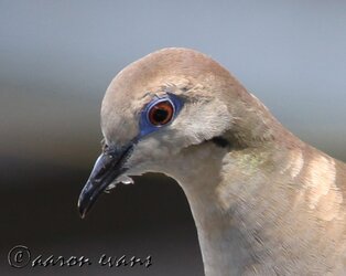 $217white-wing head.jpg