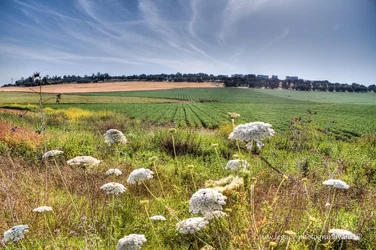 $Crops, wheat and weeds - 2.webp