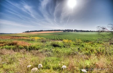$Crops, wheat and weeds.webp