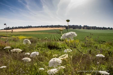 $Fields wheat, rows crops, wild flowers.webp
