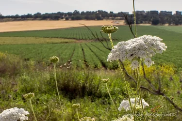 $White weed plant and blurred fields behind - 2.webp