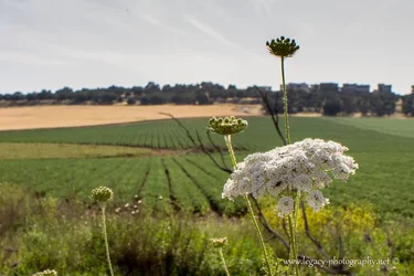 $White weed plant and blurred fields behind.webp