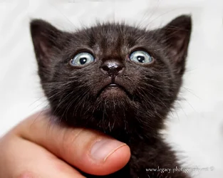 $black kitten in hand looking up.webp