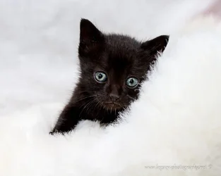 $Black kitten on white fur - 2.webp
